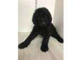 Goldendoodle Puppy for sale in Murray, KY, USA