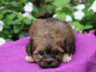 Shorkie Tzu Puppy for sale in Gap, PA, USA