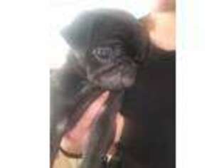 Pug Puppy for sale in Lancaster, CA, USA