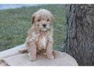 Goldendoodle Puppy for sale in Spring Grove, PA, USA