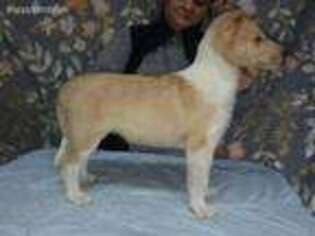 Collie Puppy for sale in Corunna, MI, USA