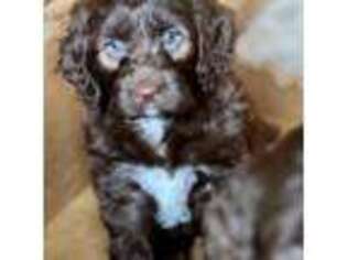 Mutt Puppy for sale in Albany, OR, USA