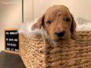 Goldendoodle Puppy for sale in Huntsville, AL, USA