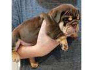 Bulldog Puppy for sale in Clarkrange, TN, USA
