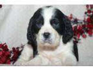 English Springer Spaniel Puppy for sale in Central, SC, USA