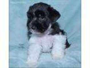 Mutt Puppy for sale in Keokuk, IA, USA