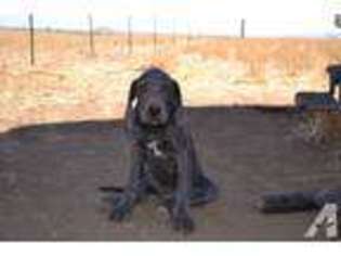 Great Dane Puppy for sale in ALSEA, OR, USA