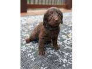 Labradoodle Puppy for sale in Due West, SC, USA