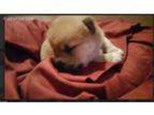Shiba Inu Puppy for sale in Norco, CA, USA