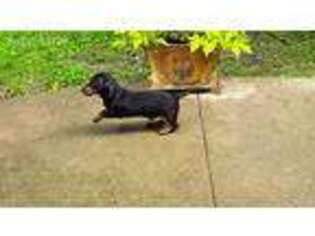 Dachshund Puppy for sale in South Salem, OH, USA