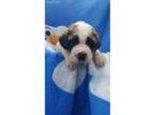 Saint Bernard Puppy for sale in Pink Hill, NC, USA