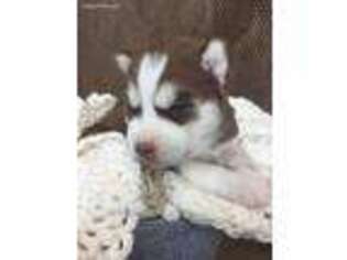 Siberian Husky Puppy for sale in Arcanum, OH, USA