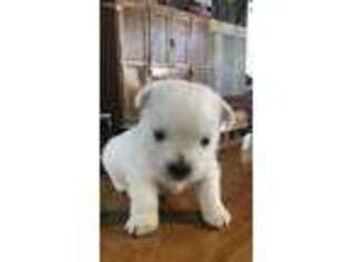 West Highland White Terrier Puppy for sale in Pennock, MN, USA