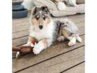 Collie Puppy for sale in Springfield, MO, USA