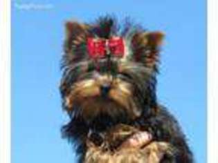 Yorkshire Terrier Puppy for sale in Hebron, KY, USA