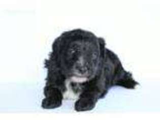 Mutt Puppy for sale in Johnstown, OH, USA