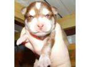 Alaskan Klee Kai Puppy for sale in Woodville, AL, USA