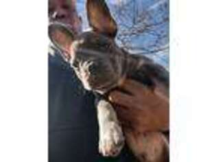 French Bulldog Puppy for sale in Fayetteville, GA, USA