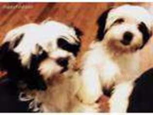 Shorkie Tzu Puppy for sale in Nashville, TN, USA