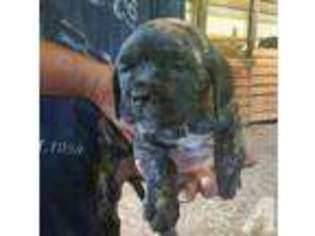 Mutt Puppy for sale in RILLTON, PA, USA