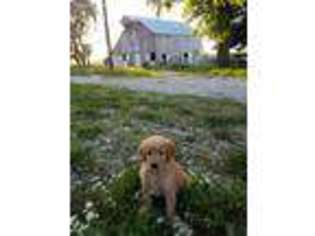Golden Retriever Puppy for sale in Nokomis, IL, USA