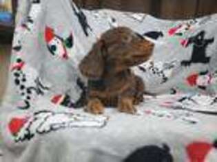 Dachshund Puppy for sale in West Valley City, UT, USA