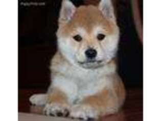 Shiba Inu Puppy for sale in Trego, WI, USA