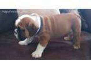 Bulldog Puppy for sale in Elkhart, IN, USA