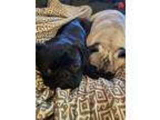 Pug Puppy for sale in Germantown, MD, USA