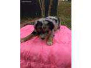 Australian Shepherd Puppy for sale in Woodbridge, VA, USA