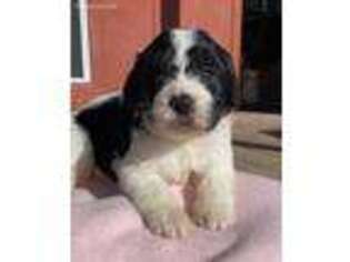 Saint Berdoodle Puppy for sale in Windom, TX, USA