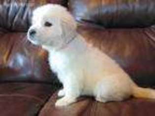 Mutt Puppy for sale in Dearborn, MO, USA