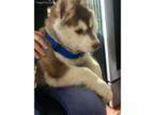 Siberian Husky Puppy for sale in Somerset, NJ, USA