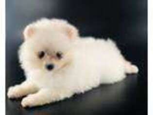 Pomeranian Puppy for sale in Chandler, AZ, USA