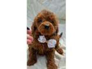 Goldendoodle Puppy for sale in Fenton, MI, USA