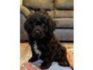 Newfoundland Puppy for sale in Syracuse, IN, USA