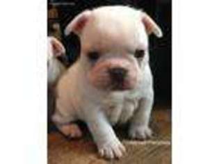 French Bulldog Puppy for sale in Victoria, TX, USA