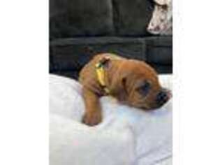 Rhodesian Ridgeback Puppy for sale in Carriere, MS, USA