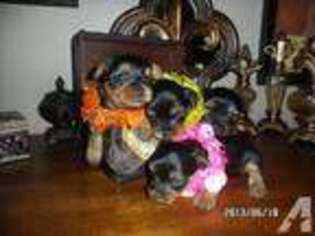 Yorkshire Terrier Puppy for sale in CULLMAN, AL, USA