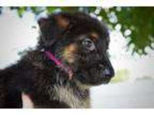 German Shepherd Dog Puppy for sale in Norman, OK, USA