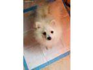 Pomeranian Puppy for sale in Bakersfield, CA, USA