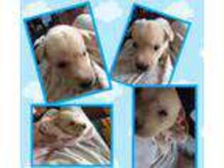 Alaskan Husky Puppy for sale in Boca Raton, FL, USA