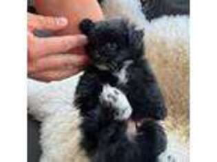 Pomeranian Puppy for sale in Whitefish, MT, USA