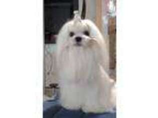 Maltese Puppy for sale in Snowville, UT, USA