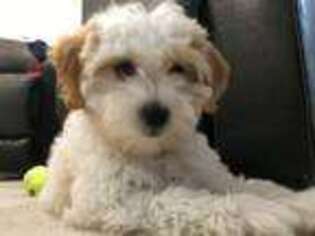 Goldendoodle Puppy for sale in Delafield, WI, USA