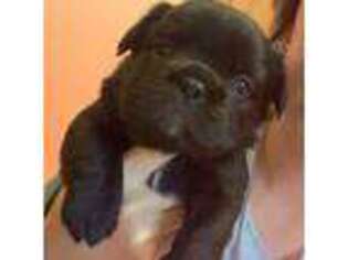 French Bulldog Puppy for sale in Tishomingo, OK, USA
