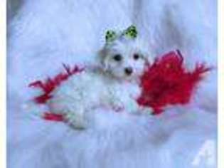 Maltese Puppy for sale in COWETA, OK, USA