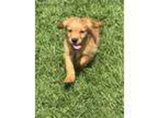 Golden Retriever Puppy for sale in Greensboro, NC, USA