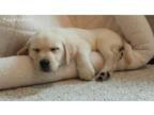 Labrador Retriever Puppy for sale in Scarborough, ME, USA
