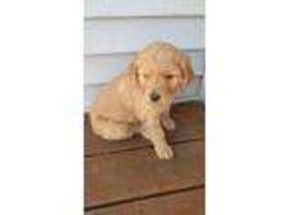 Goldendoodle Puppy for sale in Juda, WI, USA
